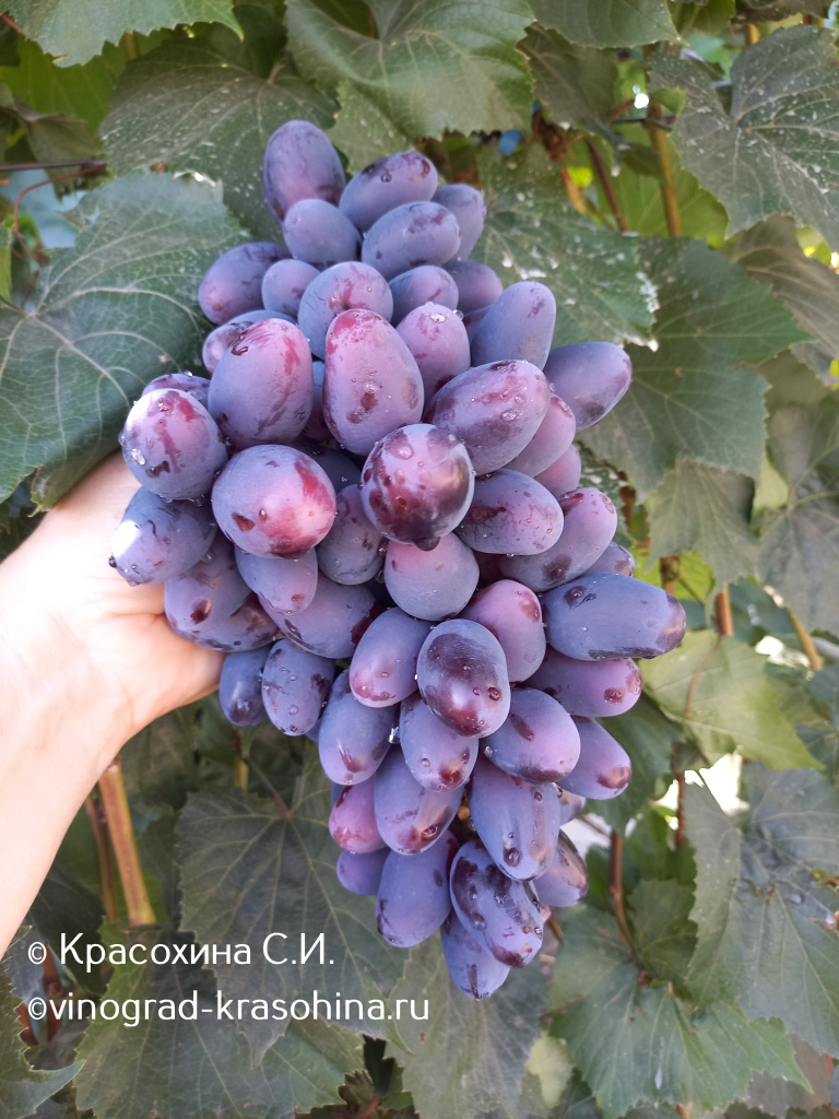 Черный кристалл (8).jpg
