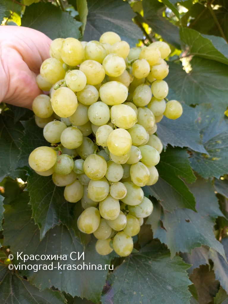 Рататуй (4).JPG