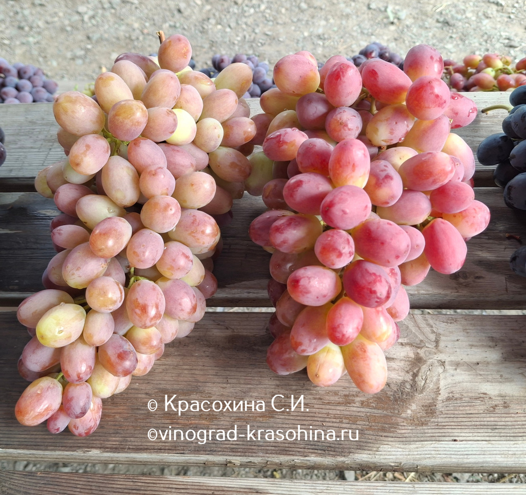 Зоренка.jpg