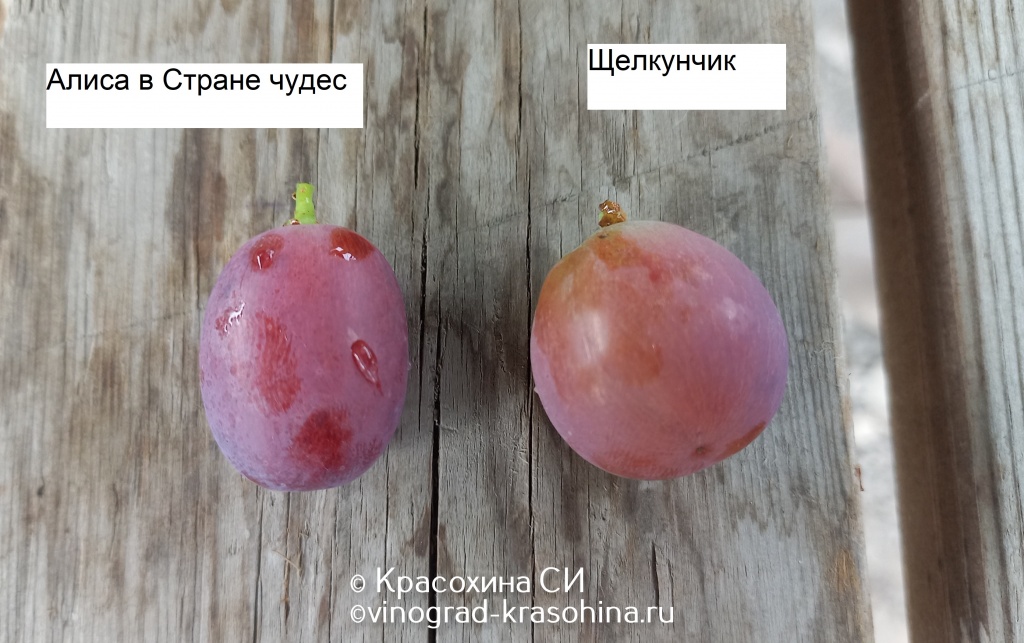 20220912_094126 с пруином (1).jpg